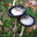 shaggy ink-cap (Coprimus cornatus) Kenneth Noble